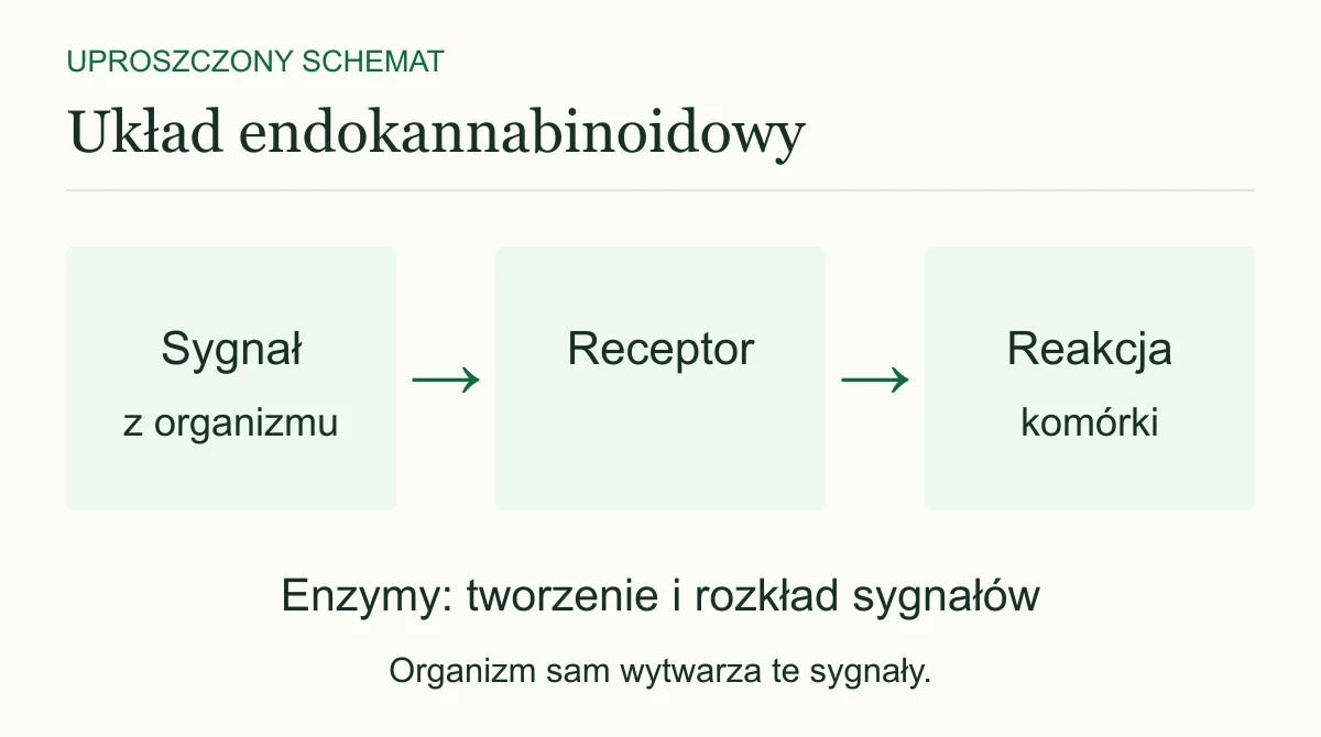 Uproszczony schemat: sygnał wytwarzany przez organizm oddziałuje na receptor i uczestniczy w reakcji komórki. Enzymy biorą udział w tworzeniu i rozkładzie sygnałów.