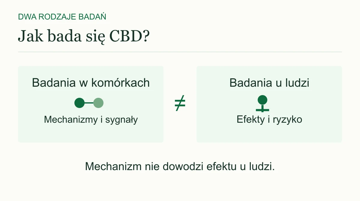 Badania w komórkach i badania z udziałem ludzi odpowiadają na różne pytania. Zaobserwowany mechanizm sam w sobie nie dowodzi efektu u człowieka.